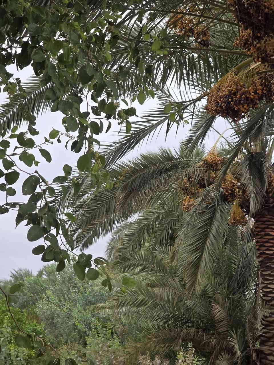 قضاء بلد • ٣ دونم • نخيل