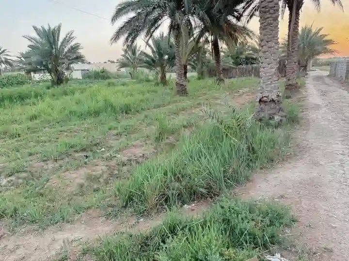 السلام عليكم ورحمة الله وبركاته
ارض للبيع مساحتها دونم طابو زراعي سند 25
الواجهية21 متر تطل على الشارع التبليط النزال 119
فيها دار بناء حديث مساحته 315متر 
واقعة في منطقة الجيلاوية جميع الخدمات من ماء وكهرباء وتبليط والتحويل مباشر 
على من يرغب الشراء الاتصال بالأرقام التالية
***********
***********
