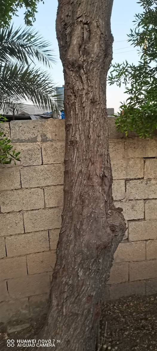 ألسلام عليكم عندي هاي الشجره اتفيد جماعة الفحامه وأهل مساكف الي يريده يجي يشوفهه ونتفاهم عليهه للاستفسار ***********

