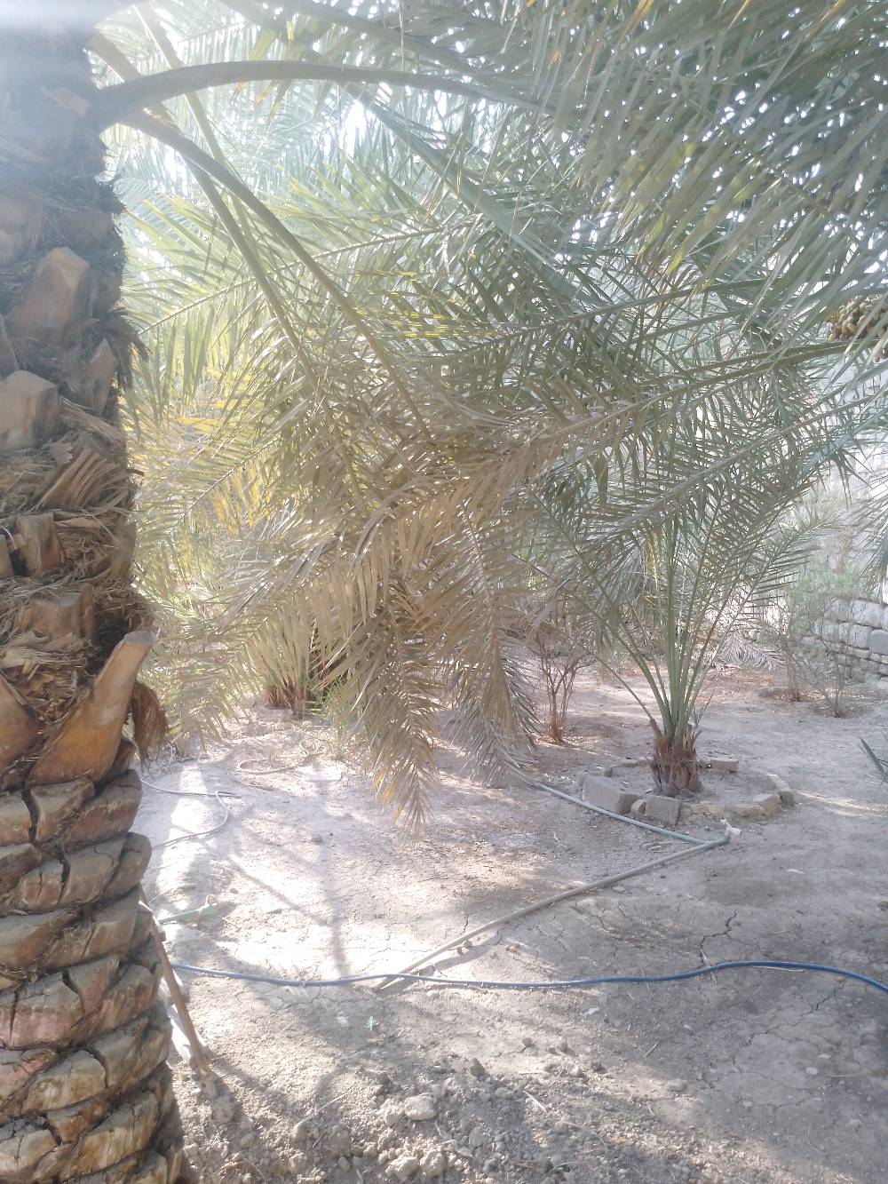🌴 إعلان بيع: بستان طابو ملك صرف يضم بيتاً في البصرة 🏡
​📍 العنوان: البصرة / أبو الخصيب - حمدان (كل الخدمات قريبة).
📜 نوع العقار: طابو ملك صرف (بدون ورثة).
​📐 تفاصيل المساحة:
​المساحة الكلية: 1169 م²
​مساحة البناء: 200 م²
​🌳 وصف العقار:
العقار عبارة عن بستان واسع أشبه بحديقة كبيرة، يضم بداخله بيتاً يقع على النهر مباشرة.
​🌴 تفاصيل البستان:
​يحتوي على مجموعة من أشجار النخيل.
​أشجار أخرى: حنة، سدرة.
​🏠 مواصفات البيت:
​البناء: طابوق أصفر.
​التقسيم: مطبخ، استقبال، صالة، غرفتين، صحيات، وموزع.
​💰 السعر:
يُحدد عند الاتصال.
​📞 للاستفسار:
المراسلة على الواتساب فقط: ***********
