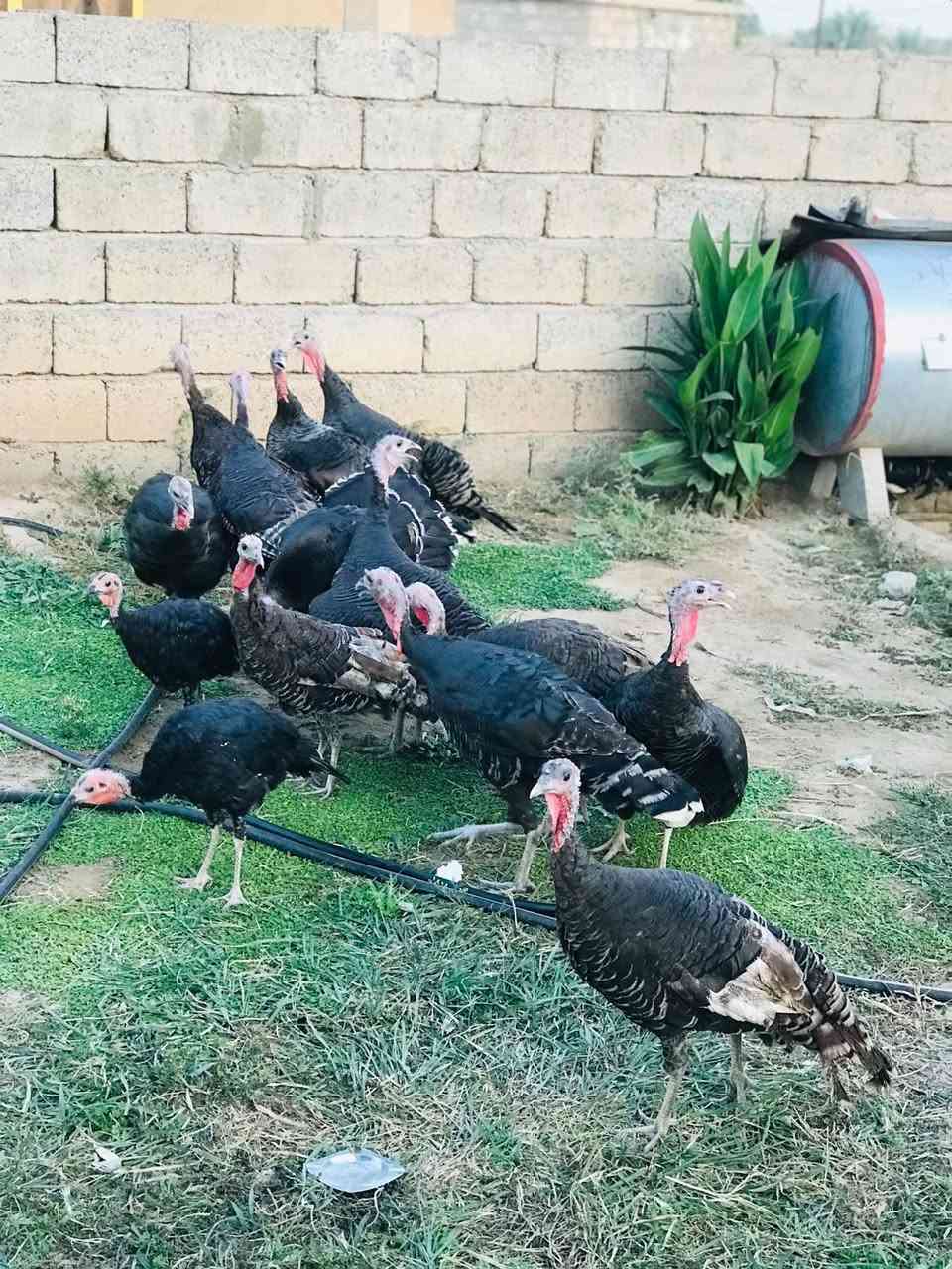 بصراويات • ٣.٥ كيلووات • قريه السرت