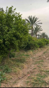 للبيع ارض دونم عقد 117 في بغداد الزعفرانيه السعر 215مليون الاستفسار //...