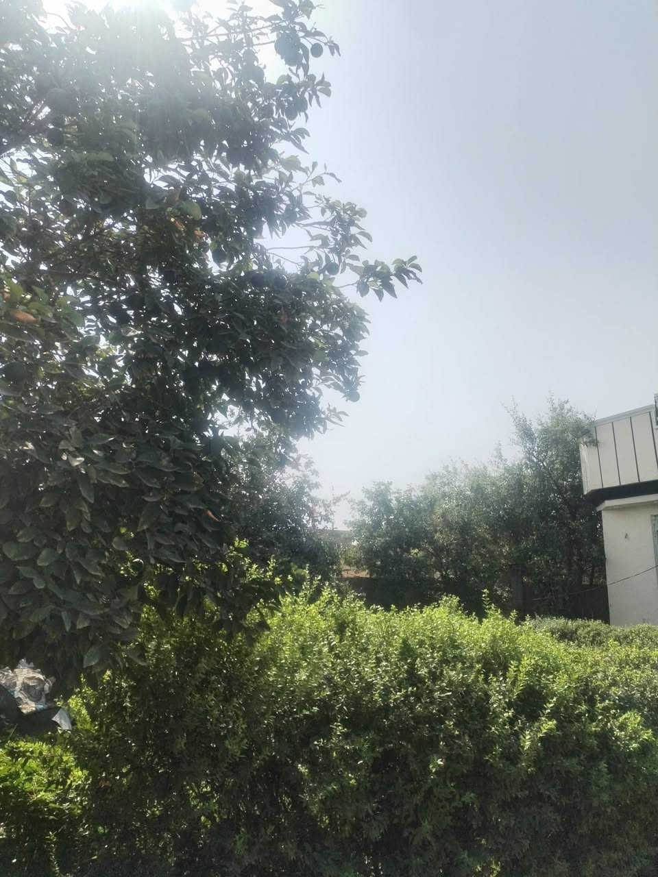 بيت ٢٥٠م • حديقة ٢٥٠م