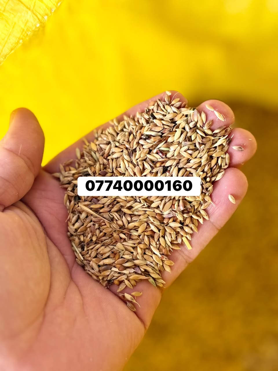 السلام عليكم 
بذور بونيكام مصري درجه اولى 
***********
يوجد توصيل
