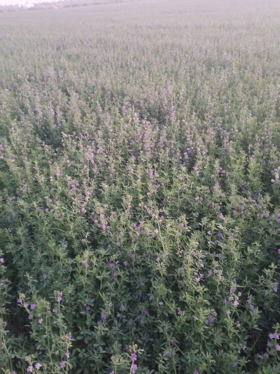 يتوفر بذور جت عراقي درجه اولى مضمون ومشروط
سعر الكيلو ب13 الف 
ويوجد توصيل لجميع المحافظات العراق 
مكاني السماوه ***********
