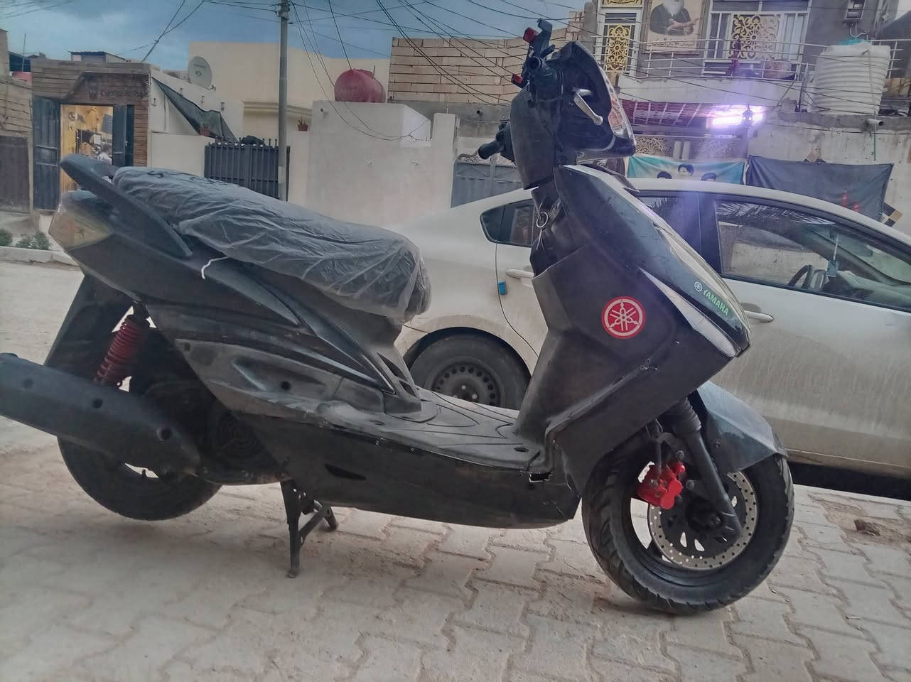 سكنس فحل • مامفتوح • ياباني