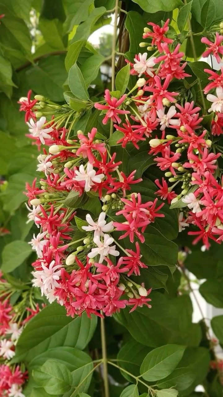 مشتل حسين مناف • ورود • أشجار