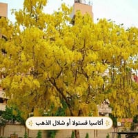 أشجار مميزة • بابل شارع 80 • توصيل جميع المحافظات