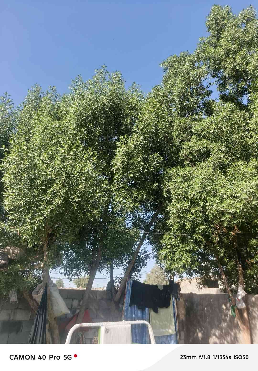 شجر كابرس • كربلاء • للبيع