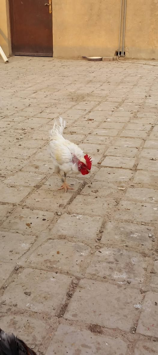 ديك • ابوركيبه • بيه مجال