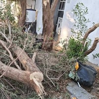 حطب مجاني • جيب منشار • الالف دار