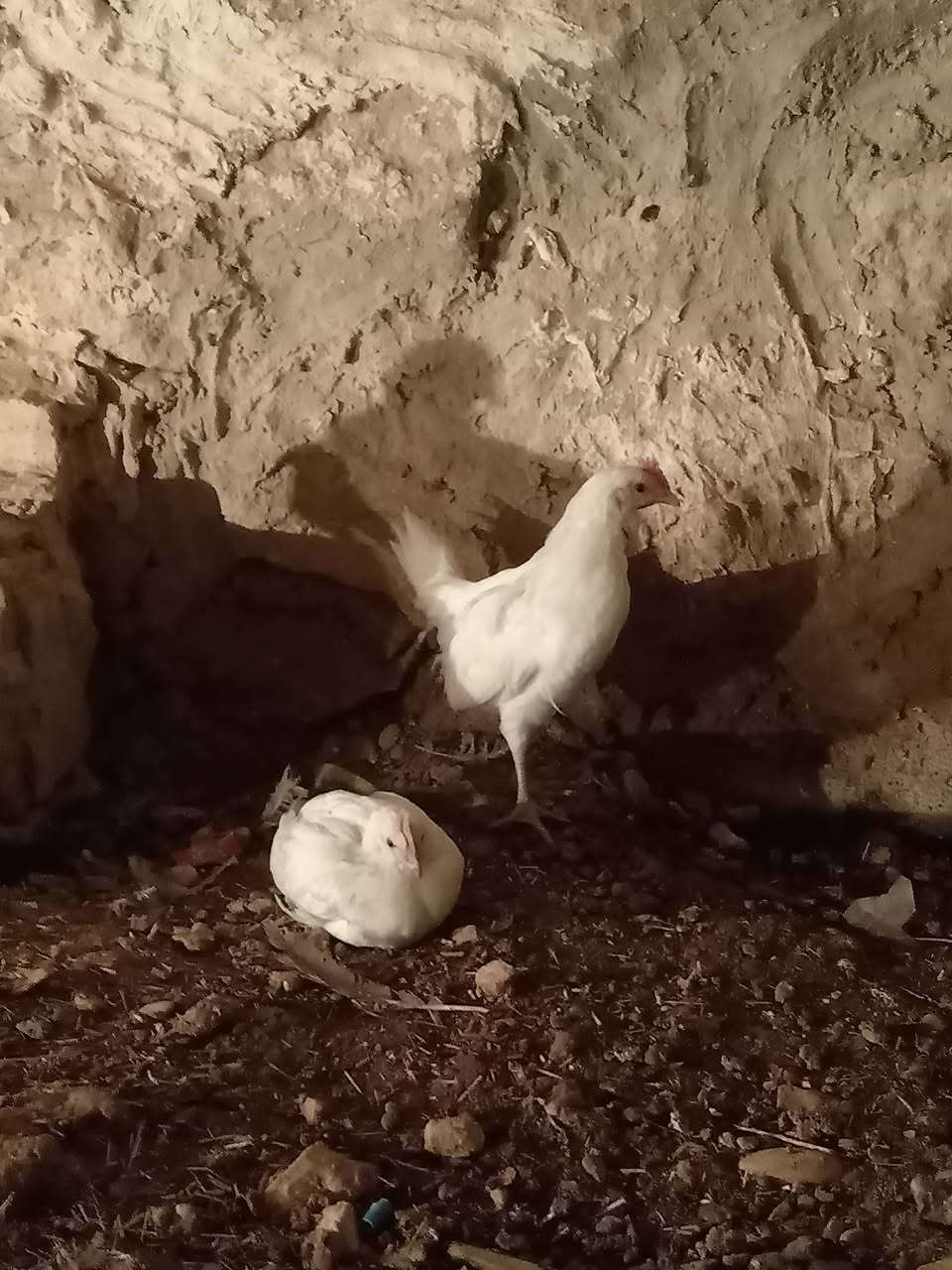 ديك معامل • أزواج