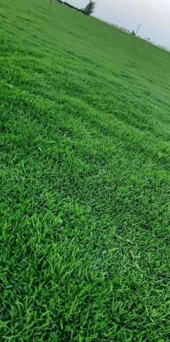 تخفيضات • ثيل طبيعي • توصيل ٢٤ ساعة