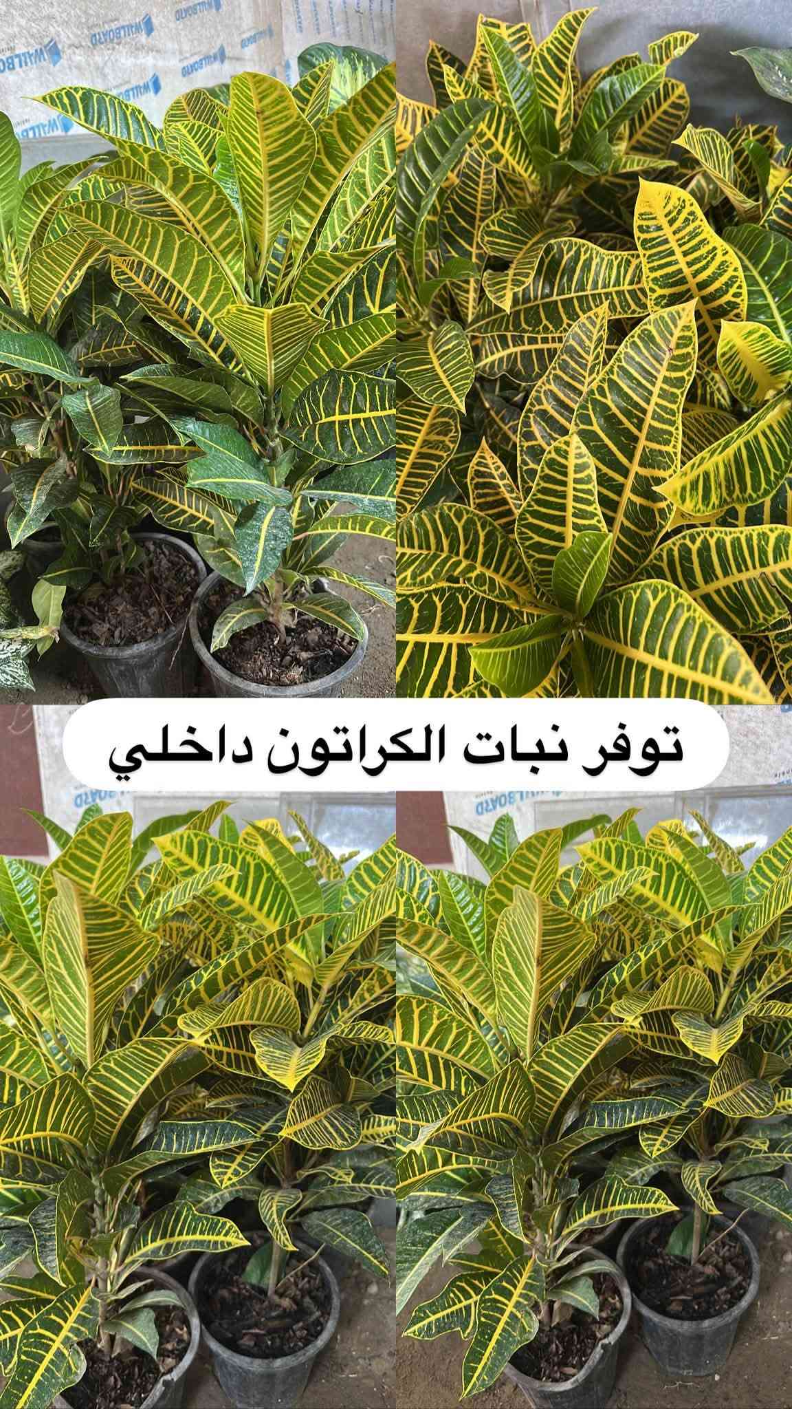 اللهم صلي وسلم على سيدنا محمد وعلى اله وصحبة وسلم تسليما.
توفر في مشتل ابو علي الفراجي أنواع الورود المختلفه وضليات 🤍

العنوان : بغداد /سلمان باك / قرب جامع سعد /شارع الحدادين 🤍

سوينا لكم بيج على برنامج الإنستقرام لكي نجاوب على اسئلتكم المتنوعه 

اسم البيج : بيج مشتل ابو علي الفراجي 

يوزر البيج: l0.33.m

رابط البيج:https://www.instagram.com/l0.33.m?igsh=bGZmMGw4bTN2ODZw

مشتل ابو علي الفراجي يرحب بالجميع 🤍

نص مكتوب في الصور:
- مشاتل ابو علي الفراجي لبيع الزهور والورود والنباتات وكافة أشجار الحمضيات والنفضيات والنخيل وكافة الشتلات خضرة طبيعية ... لحياة أجمل *********** / *********** I.O.33.m أجمل الزهور وأروع النباتات بأسعار مناسبة مشتل أبو علي الفراجي خير الطبيعة ... بين إيديك زهور وورد نباتات زينة أشجار حمضيات أشجار نفضية نخيل شتلات وستاندين نزرع اليوم .. جمال الغد بغداد - سلمان باك - شارع الحدادين
- توفر لبلاپ متدلي كثيف
- توفر نبات الفيتونيا الداخلي
- توفر لبلاب عامودي كثيف
- توفر جلد النمر حجم كبير
- توفر شجره اريكاريا داخليه
- توفر نبات دي فنباخيه داخلي
- توفر نبات الكراتون داخلي
- توفر نبات كلومنيا الداخلي