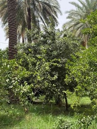 للبيع • عقار • اتصال