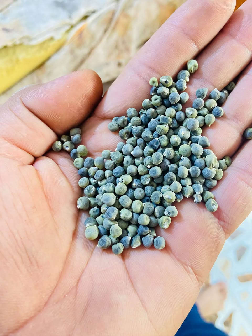 برز بانيه • للبيع • بابل
