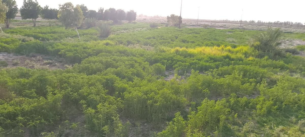 أرض زراعية للبيع – 60 دونم
بسم الله الرحمن الرحيم 🌿
📍 أرض زراعية للبيع – صوب بني ركاب
📐 المساحة: 60 دونم
🛣️ طبك على شارع التبليط
💧 ماء متوفر شتاءً وصيفاً
🌱 أغلب الأرض چتف وصالحة للزراعة
📍 قرب مدرسة المنصورة وعلى طريق المريبيع
✅ كافة الخدمات متوفرة
🏫 مدارس قريبة
⚡ كهرباء
📡 برج إنترنت
🏠 بيت ومحاصير
🌴 نخل مثمر
📌 تجي وتشوف بعينك
📞 للاستفسار والاتصال:
***********
