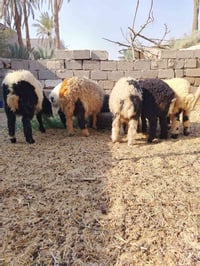 ٣ ذكور • ٣ إناث • بغداد والأنبار