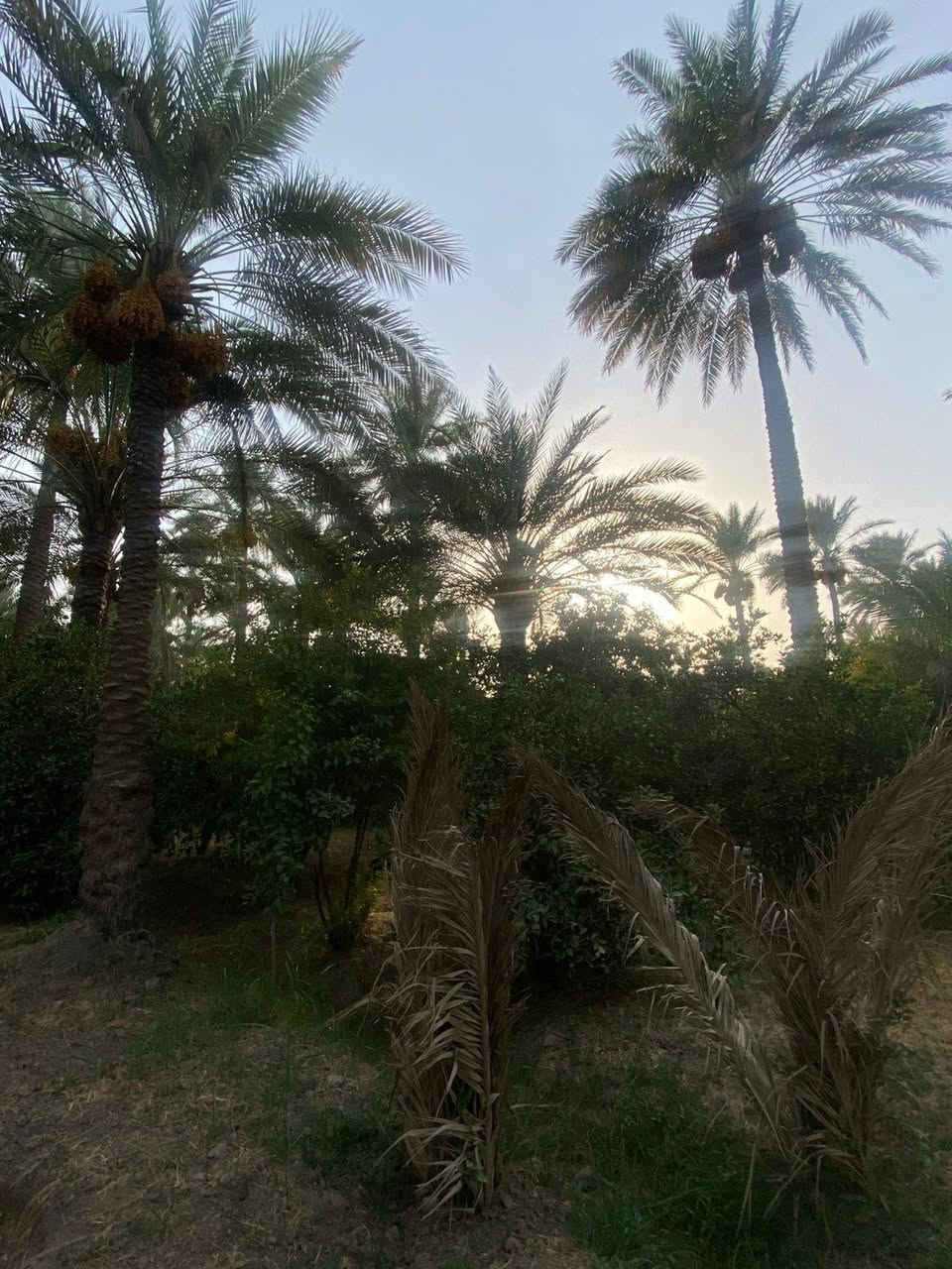 سلام عليكم للبيع دونم سند 25 تحويل مباشربس@0 المشتري بغداد الراشدية قرية النور جدا قريب ع شارع العام طريق بغداد كركوك كل خدمات متوفر بي السعر300 وبي مجال للشراي جدا قريب ع مجمع الطبي ***********

