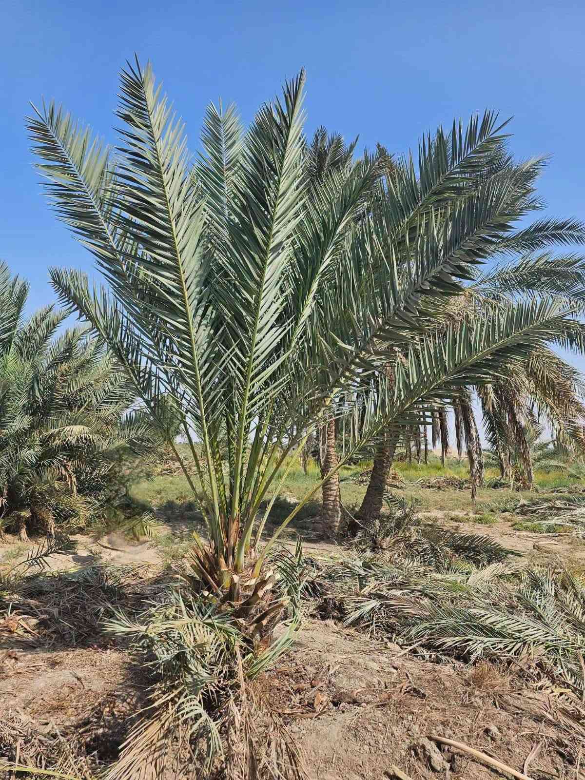 نخل • فسيل وامايات • توصيل محافظات