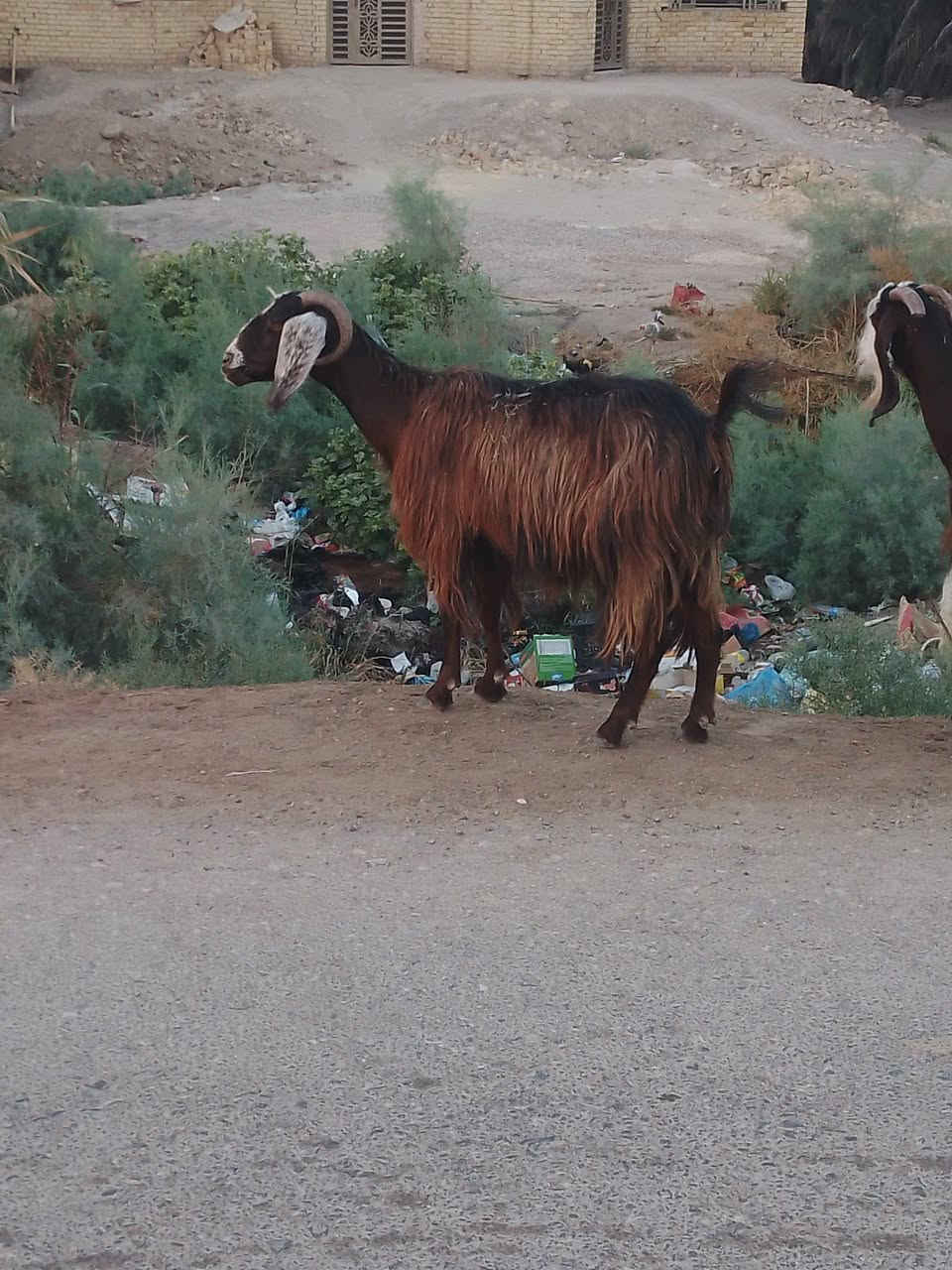 صخول • سماوة السوير • سبوع