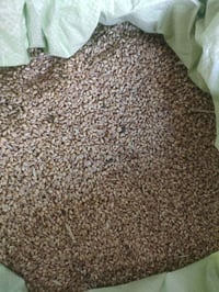 طحين خباز • علف دواجن • سومر