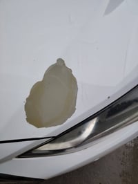 النترا • ٢٠١٧ • وارد خليجي