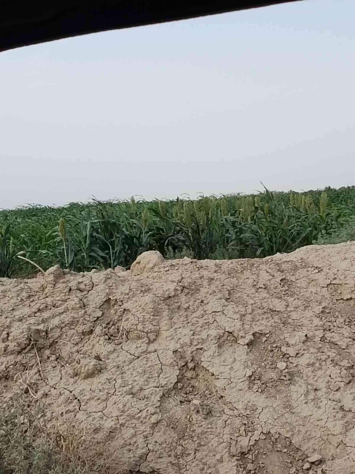 الشافعية • ١٥ دونم • أرض