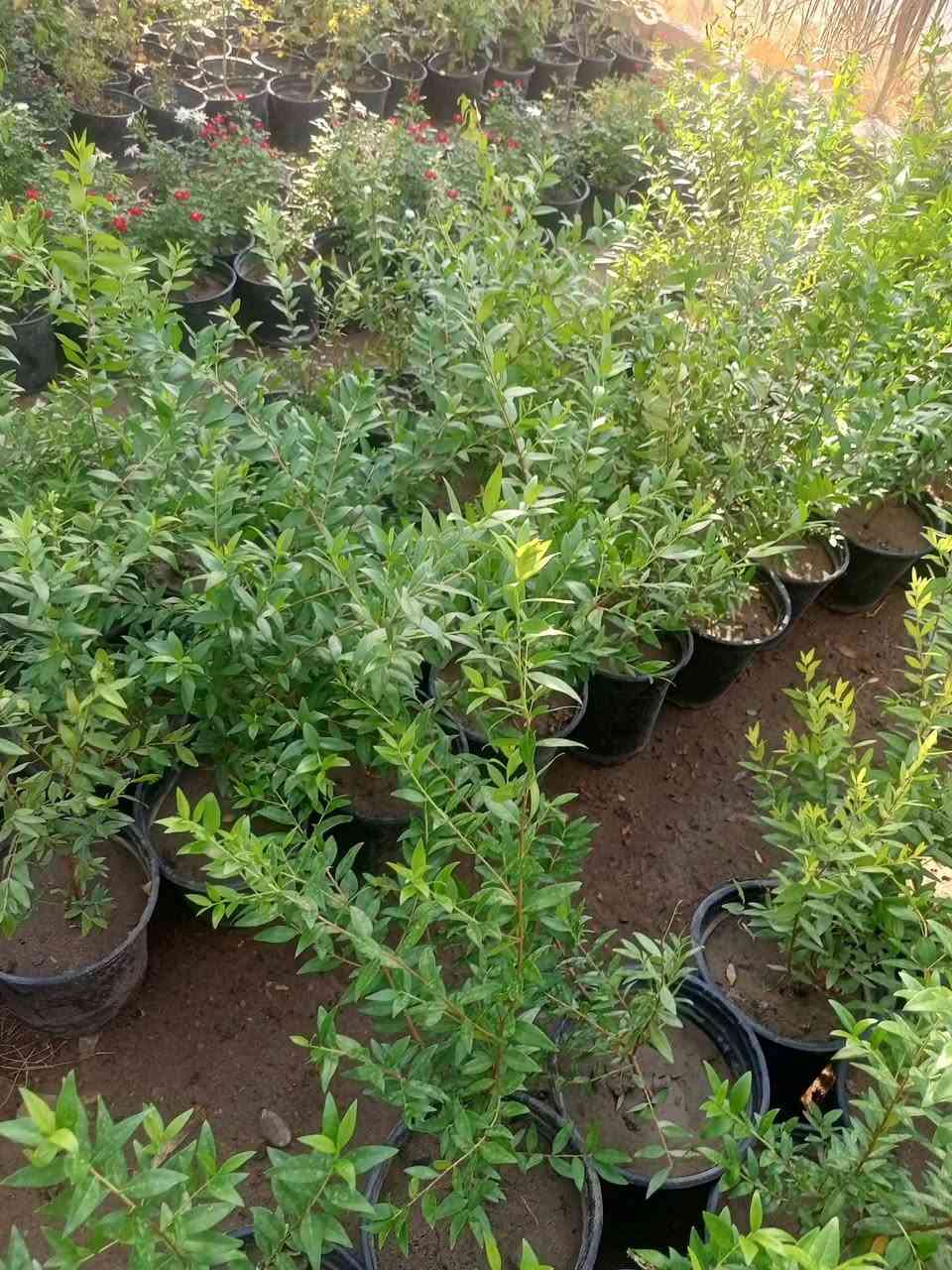 مشتل الجمعيه
يتوفر لدينا مجموعه من النباتات الخارجية 

الدجيل الجمعيه خلف الدفاع المدني 

للاستفسار والحجز مازنجر واتساب ***********

توجد لدينا خدمه توصيل داخل الدجيل
💯💯💯💯💯💯💯💯💯💯💯💯💯💯💯💯
