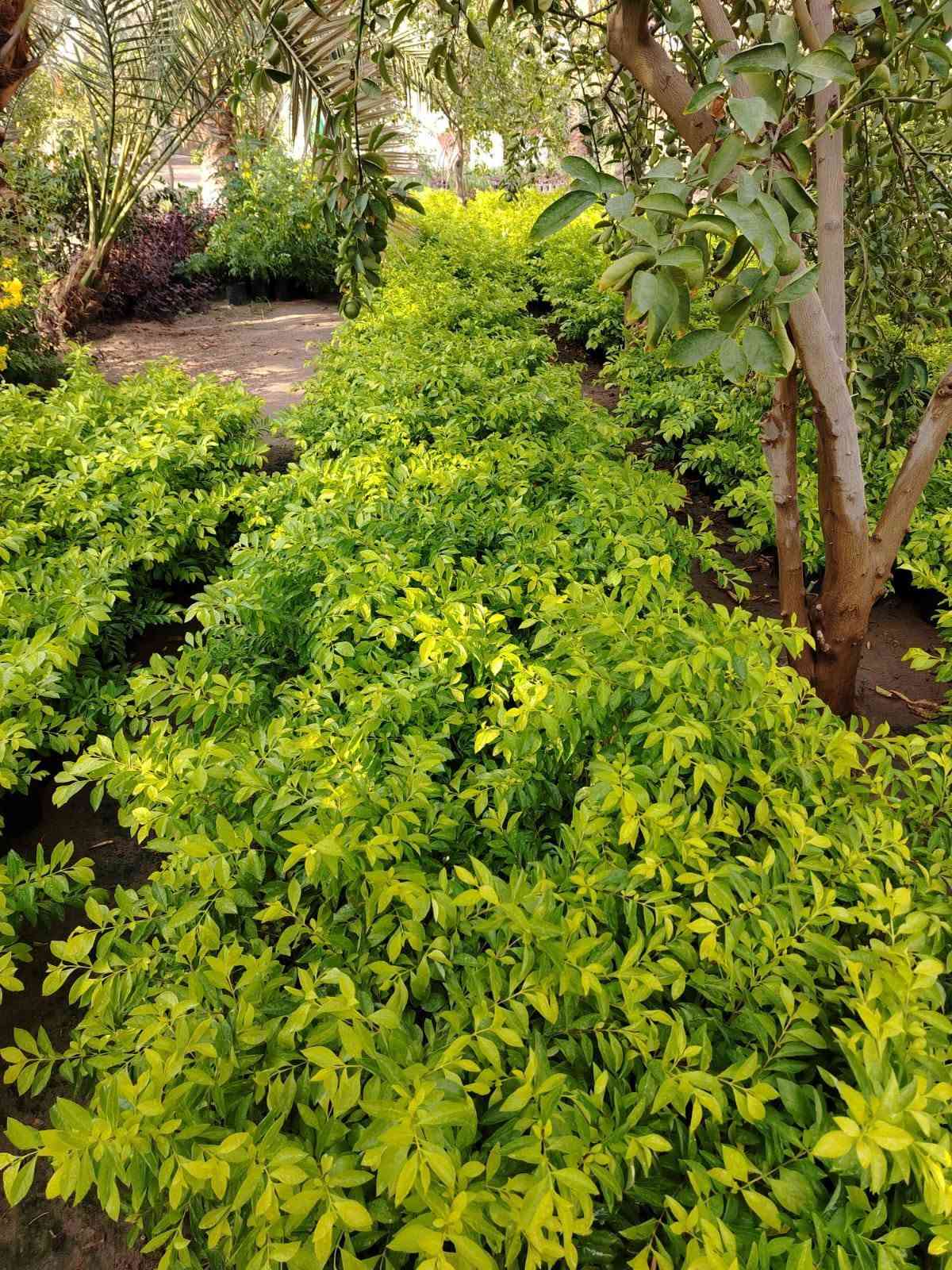 السلام عليكم 🌿
مجموعة مشاتل السيد توفر لكم أفضل شتلات الزينة والحمضيات:
(ياس سندانه خشن ، دم العاشق ، كاريزيا ، بخور ، جهنمي متسلق خشن ، ياسمين هندي خشن / وسط / صغير ، دورنتا ليمونيا ، دورنتا ليمونيا مشخطه ، ورد محمدي متسلق ، ورد القداح ، ياس جيس ، الدخان ، حمضيات صيني ، ياباني ، برتقال سكري ، برتقال عراقي ، ليمون عراقي ، لالنكي عراقي ، وأصناف أجنبية أخرى).
📲 للتواصل المباشر عبر الواتساب اضغط على الرابط:
https://wa.me/9647713397964

او الاتصال بنا عبر الرقم الاتي
***********

نص مكتوب في الصور:
- مجموعة مشاتل السيد لتصميم الحدائق ومنظومات الري والتقطير تصميم الحدائق منظومات الري منظومات التقطير *********** سبع ابكار قرب الوقف السني