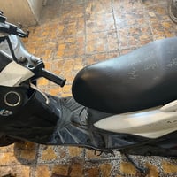 ثعلب • ماكس • مكفولة