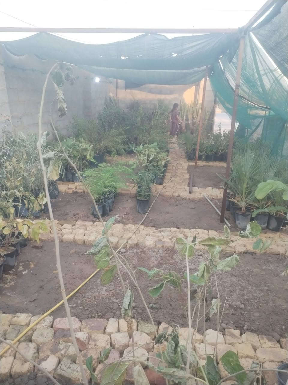 بسم الله الرحمن الرحيم 
يعلن مشتل الزهراء في ميسان عن توفر فسائل نخيل 
مجهول 
جوزي أحمر 
بريم 
عبد الهادي 
شويثي أحمر 
بربن
مكتوم
بانسب الأسعار مع وصل ضمان بلصنف والنوعيه 
موجود تشوف وتاكل وتقلع 
انسب الأسعار 
مشتل الزهراء في ميسان العماره بستان دور النفط شارع مجلس محافظة قرب حسينيه الزهراء البتول ع
كذالك يوجد انواع الشتلات وانواع المجذرات والمستلزمات الزراعية والمبيدات ومكافه الارضه والاسمده والبتموس والسنادين كذالك 
مستعدين لزراعه الحداىق والبساتين 
ومكافحه الا، ضه والافات الزراعية 

***********
***********
