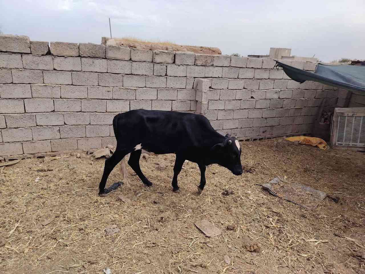 ٣ مربوطات • ع جريش • اصبيح