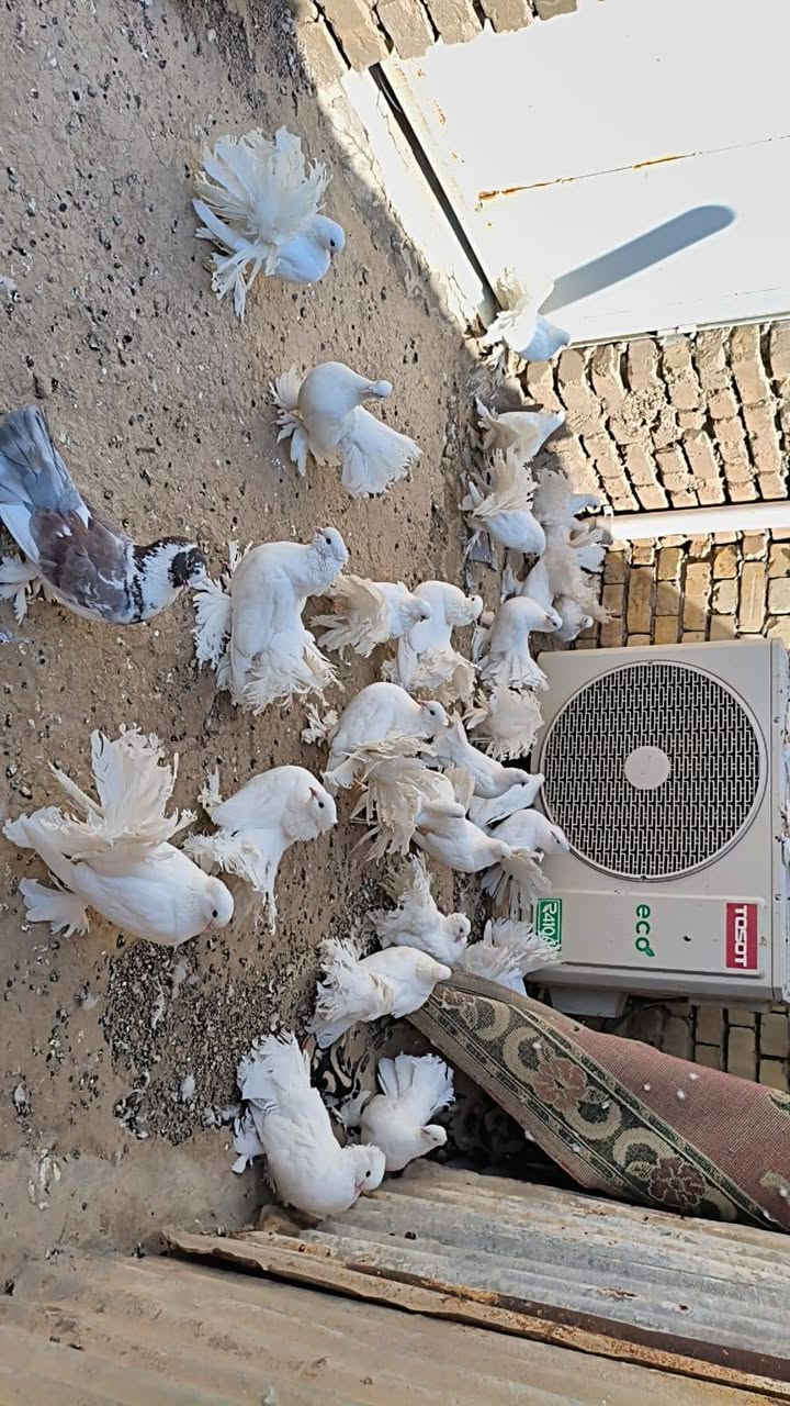 السلام عليكم اخوا متاح عرايس مستوا حلو شوفت عينك طيور كلهة نضيفه بس صار عندي ضرف واريد اطلعهن كلهن عدد 34 تريد زوج تريد تك تريد نص ابيع الزوج 15 واذا كلهن يختلف سعر ***********واتساب
