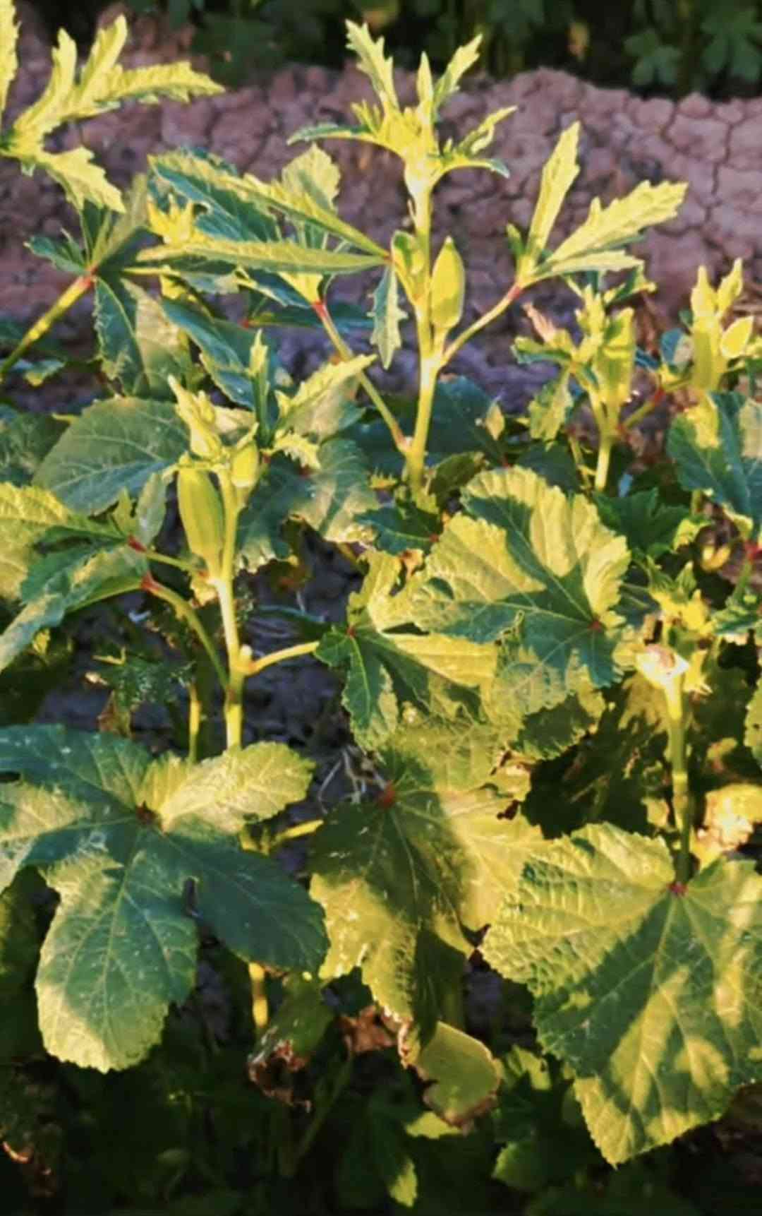 بزر • فلاح • قضاء الصويره