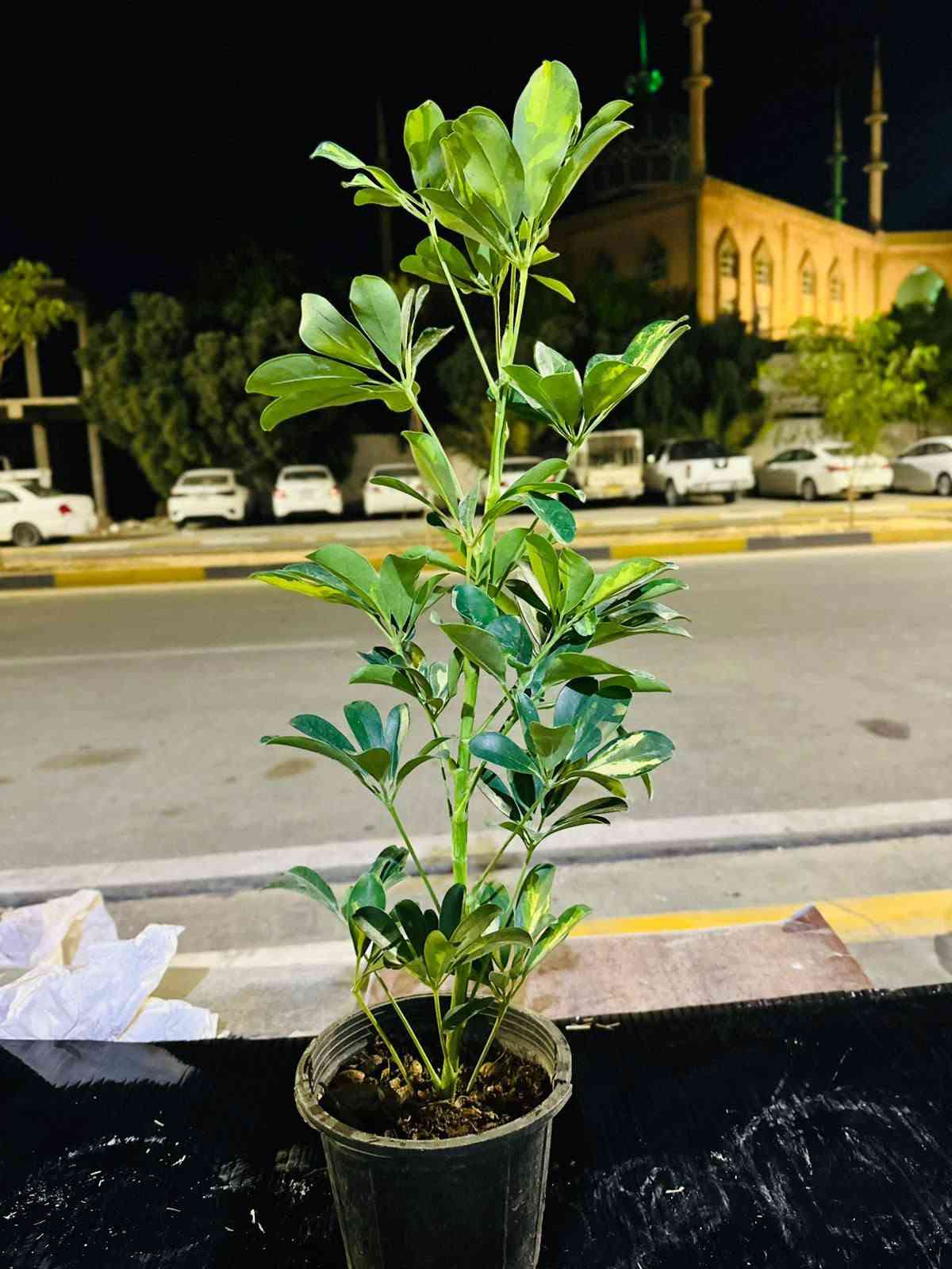 كلار • ليوا • ديكور