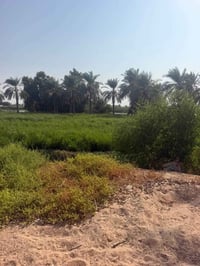 ١٧ دوانم • نخل • شاطيه