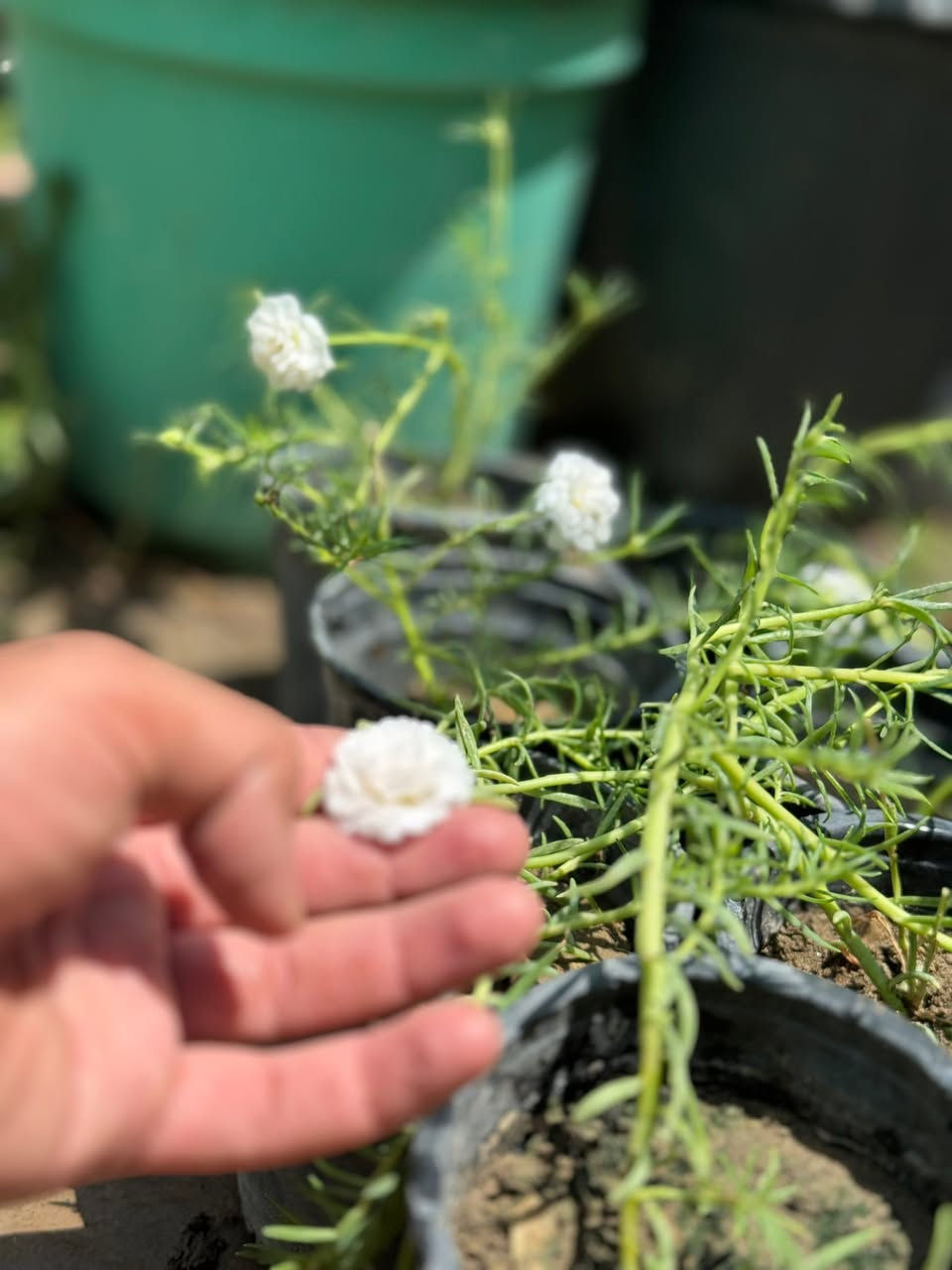 صباح الخير 💕😍
كل ٣ وردات بالفين.  ورد دافع خير من  الله 😍💐💐
توفر ورد. صباح عراقي جميع الوان 

يم مشتل الدجيل

العنوان شارع البلديه عل محيط 

لاستفسار ***********📞📱

توجد خدمه توصيل 🚚
