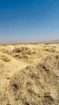 تبن نضيف • ٦٠ عربانة
