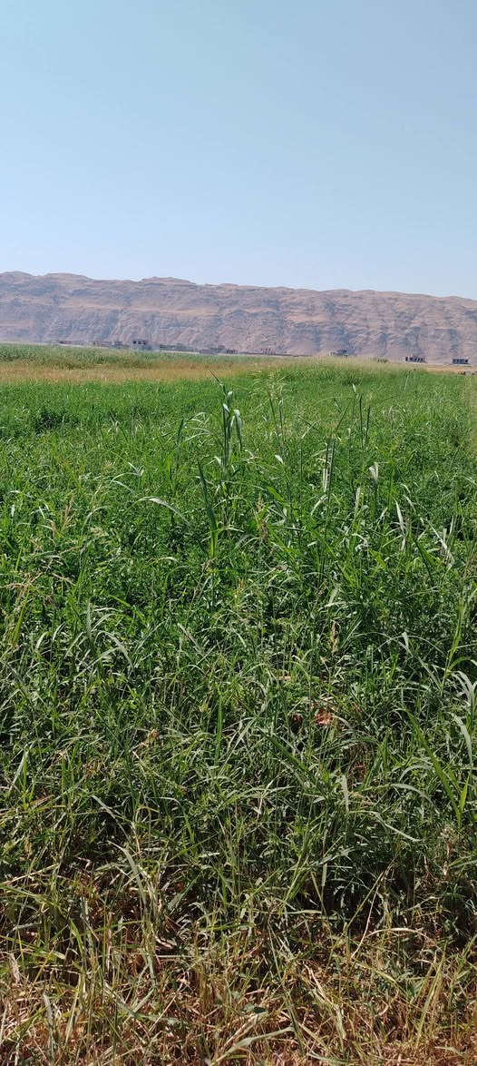 حشيش جت • الحكنة