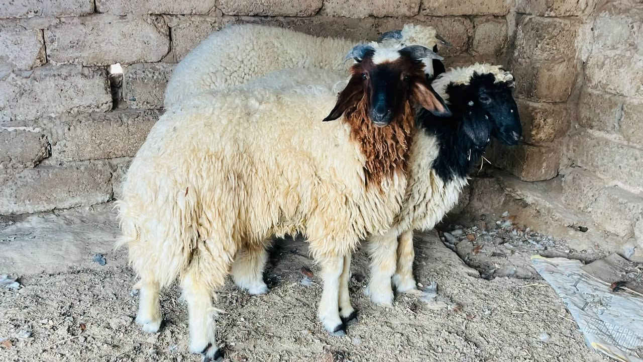 طليان • فطيمه • العلم سمره