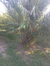 فسائل النخيل • سيدة التمر • البرحي