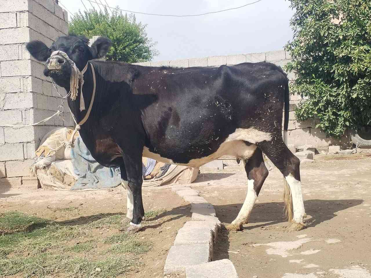 بقرة • حليب • ناحية الزاب