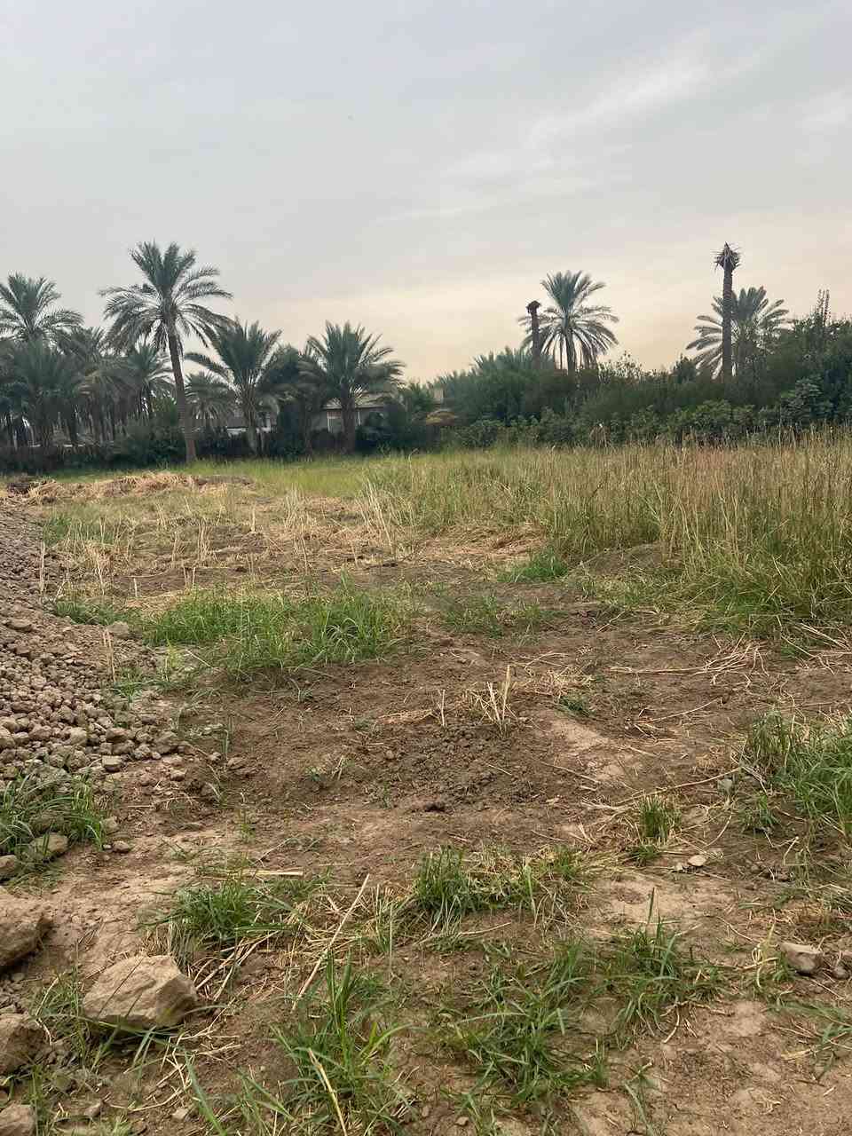 دونم كامل • سند ٢٥ • طابو زراعي