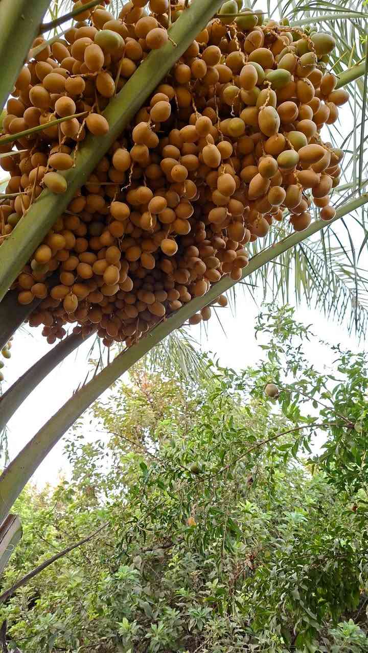 بستان مع دار للبيع بسعر مناسب – فرصة مميزة جداً 🔥🌴
📜 سند 25 – تحويل مباشر باسم المشتري
📐 المساحة: 3.5 دونم
📏 الأبعاد: ▪️ الواجهة: 60 متر على شارع رئيسي ▪️ النزال: 145 متر
📍 الموقع: قضاء بلد – الحضيرة الغربية / شارع المحطة 📌 نهاية الحضيرة الغربية باتجاه المحطة، داخل فرع، وقريب جداً من الشارع العام، يبعد حوالي 150 متر عن الشارع العام مقابل المحيشات.
🌳 البستان مرتب ومزروع بمختلف أنواع الأشجار: 🌴 نخيل 🍊 حمضيات 🍎 رمان 🍏 تفاح 🍐 عرموط 🍑 گوجة 🌿 تين 🍑 آلو
🏡 يوجد داخل البستان بيت طابقين مبني بالطابوق، يحتوي على: ▪️ 6 غرف نوم ▪️ مطبخ ▪️ حمامين ▪️ هول ▪️ استقبال
✅ الخدمات المتوفرة: ⚡ كهرباء 💧 ماء إسالة 🌐 إنترنت ضوئي
💰 السعر مناسب جداً
🌟 بستان متكامل وموقع مميز، مناسب للسكن والاستثمار أو إنشاء منتجع ومشروع سياحي.
📞 للاستفسار أكثر الاتصال: ***********
📍 أو زيارة مكتبنا: قضاء بلد / الجمعية الثانية / على الشارع الرئيسي مقابل روضة دار الأمان الأهلية مجاور كرزات الشيخ
✨ فرص مميزة للبيع والشراء ✨
متوفر لدينا: 🏡 القطع السكنية 🏠 البيوت 🌳 المزارع والبساتين 🏕️ المنتجعات 🏢 العقارات الاستثمارية 📜 الطابو الصرف 🌾 الأراضي الزراعية 🏗️ المقاولات
🤝 المصداقية والثقة أساس تعاملنا
#الرائد_للعقارات_والاستثمار 
جعفر رائد الربيعي

