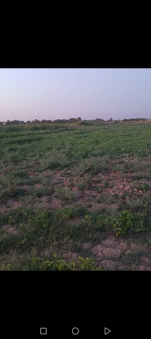 المساعه • ١٢دونم • بيت حديث
