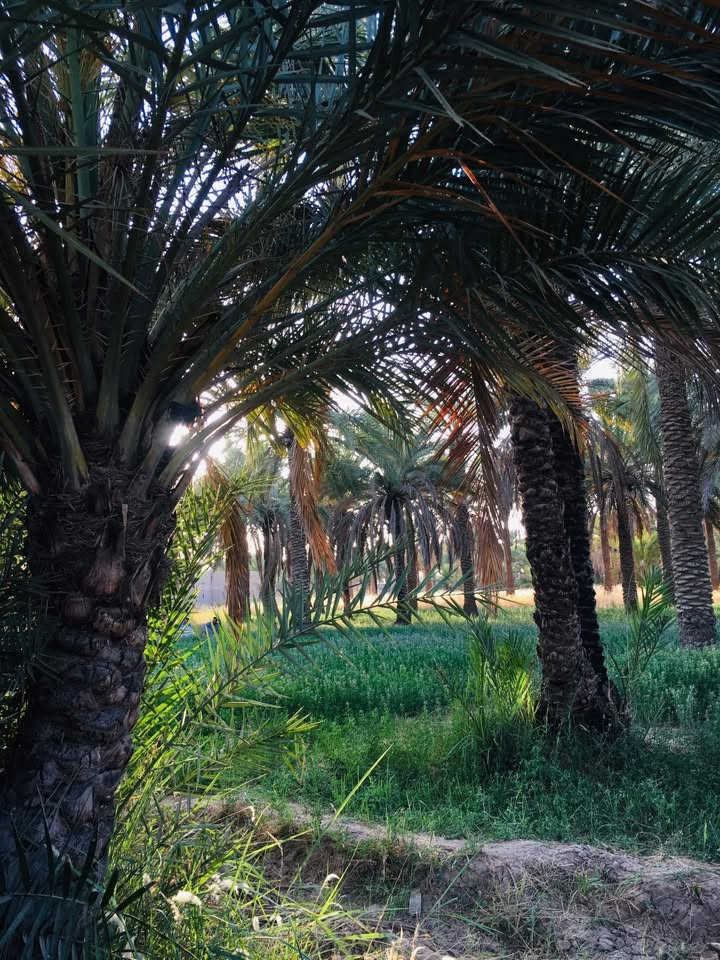 السلام عليكم بستان اللبيع المساحة دونم وربع سند 25 تحويل بأسم المشتري ماء سقي وماء اسأله وكهرباء المكان بغداد السياحي على السدة التبليط تبعد عن الشارع العام 300 متر  الاستفسار على الرقم ***********
