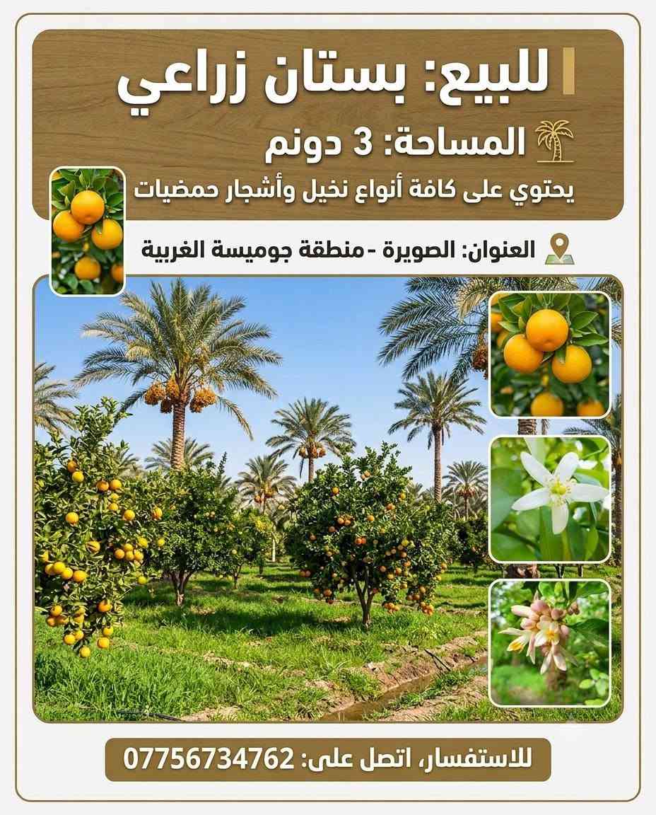 📍 الموقع: الصويرة – جويمسية الغربية، بالقرب من جامع الصحابة الكرام.
📐 المساحة: ٣ دونم، مع دار سكن.

💧⚡ الخدمات متوفرة بالكامل:

حصة ماء + كهرباء + تبليط.

🍊🌴 البستان مثمر ويحتوي على:

• حمضيات متنوعة ومثمرة.

• ما يقارب ١٠٠ نخلة، تضم أنواعًا متنوعة من التمور.

✨ فرصة مميزة لمن يبحث عن بستان مثمر مع دار سكن، بموقع جيد وخدمات متوفرة، مناسب للسكن أو الاستثمار.
للاستفسار ***********
