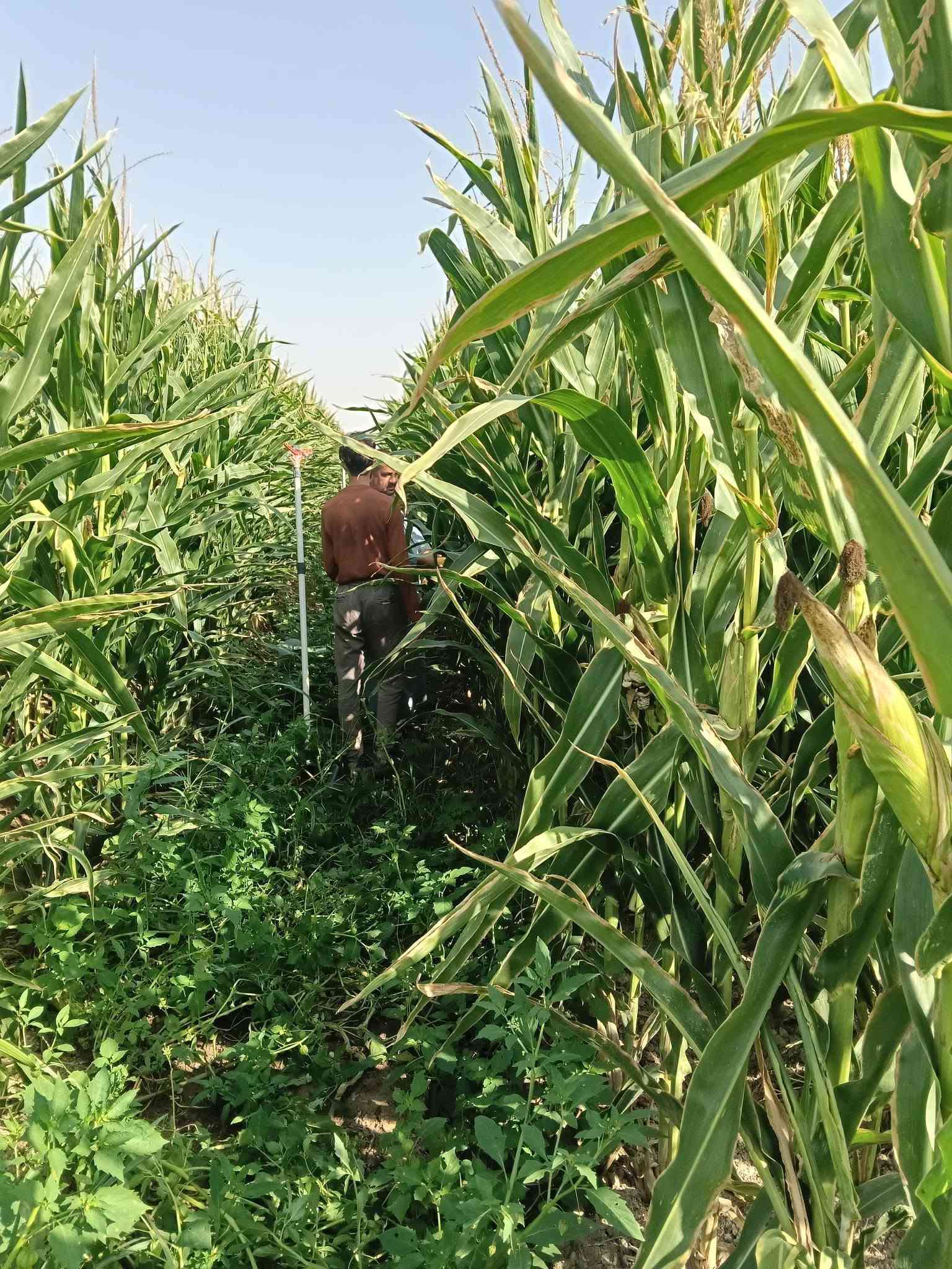 يوجد لدينا سيلاج للبيع مع العرنوص مطحون ومعبئا بااكياس من اجود الانواع مع رولات من اجود الانواع ويتحمل 3اشهر يوجد توصيل لجميع المحافظات ***********

نص مكتوب في الصور:
- 285 9 2 14 متابعة sarp ticaret sarp ticaret . أصلي · ... A+ KALİTE MISIR . المزيد إضافة تعليق...