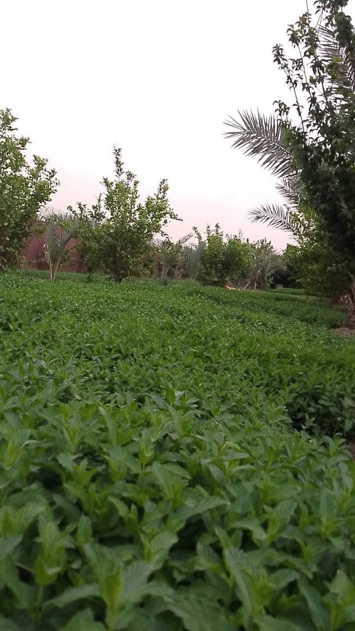 السلام عليكم عن رخصة الادمن نصف دونم مبستن يحتوي على حمضيات وتفاح ونخل مع دار بناء حديث طابوق يحتوي على غرفتين منام نظام سويت مع مطبخ واستقبال وحولي طابق واحد عقد 35 بغداد الانتصار الشارع الرابط بين السيلاوي والمراسمة  للاستفسار الاتصال برقم لايتواجد على الفيس ***********
